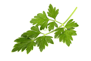parsley isolated on a white background