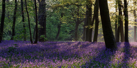 Bluebells - Wanstead Park © Aleem