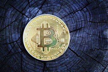 Coin Bitcoin in the forest
