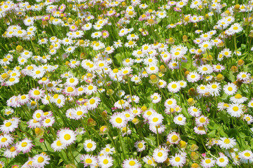 Natural floral background, chamomile blossoms in garden, daisy flowers      
