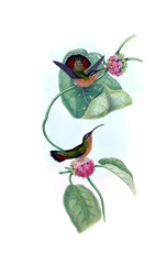 Illustration of a Hummingbird.