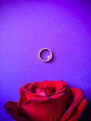 gold ring and rose on the violet purple floor