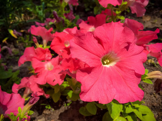 pink red flower in the garden