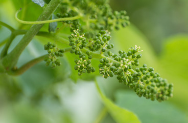Vitis - vinifera. Flowering of the vine. Grape flowering in the vineyard in spring
