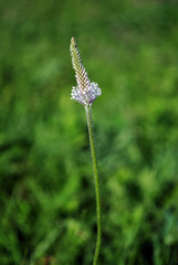 Greater Plantain or fleaworts (Plantago major) plant flower blooming on green blurry grass background