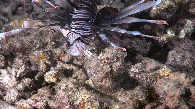 Red lionfish hunting and eating by night - Pterois