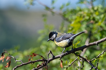 Cute  Great tit (Parus major) bird in yellow black color sitting on tree branch