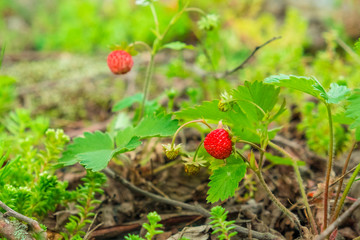 berries bright ripe wild strawberry on green bushes