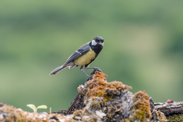 Cute  Great tit (Parus major) bird in yellow black color sitting on tree branch