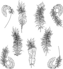 Black carnival feathers sketches isolated on white.