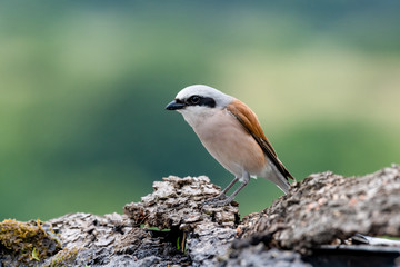Close up of Red-backed shrike (Lanius collurio) in nature