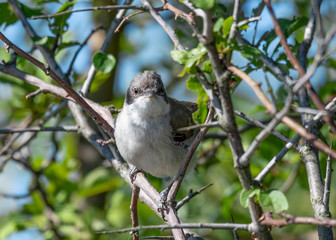 A lesser whitethroat is sitting on a tree branch