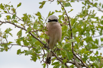 Close up of Red-backed shrike (Lanius collurio) in nature