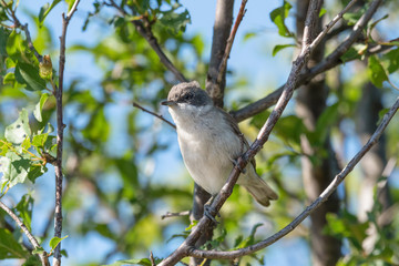 A lesser whitethroat is sitting on a tree branch
