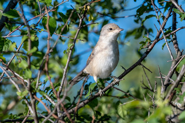 A lesser whitethroat is sitting on a tree branch