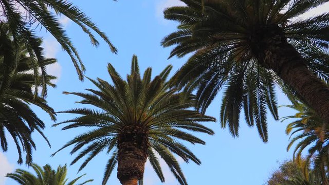 Beautiful palm trees and sky background in a picturesque park in Santa Cruz de Tenerife