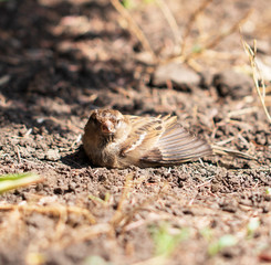 bird of the sparrow on the ground