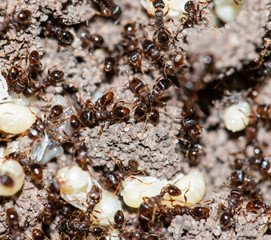 ants with eggs in the forest
