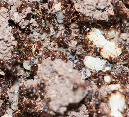 ants in the forest