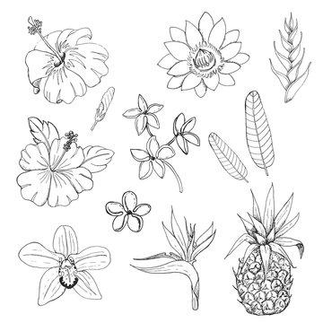 Set of exotic flowers and herbs