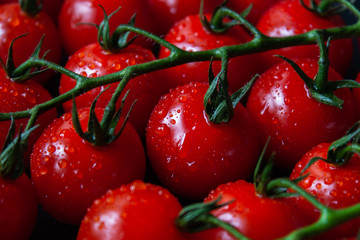 Tomatoes on black background. Branch with fresh cherry tomatoes. Ripe red tomatoes. 
