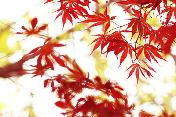 red maple leaf against the light