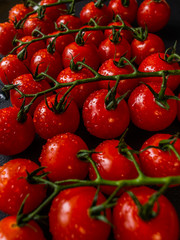 Tomatoes on black background. Branch with fresh cherry tomatoes. Ripe red tomatoes. 