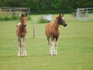 Two Cute Foals