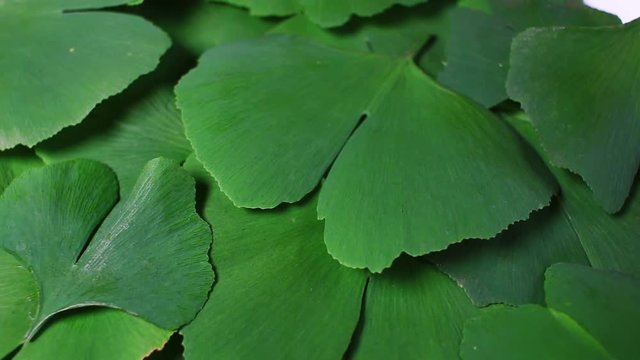 Ginkgo biloba green leaf Dice board game dices rotating pattern macro texture background backdrop footage video.