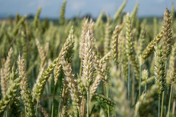 Fototapeta premium Wheat field in rural Germany