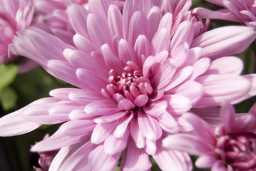 Pink daisy close up
