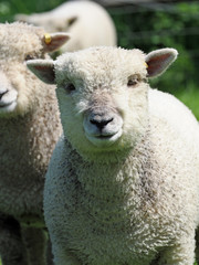 Southdown Sheep