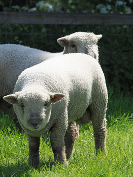 Southdown Sheep