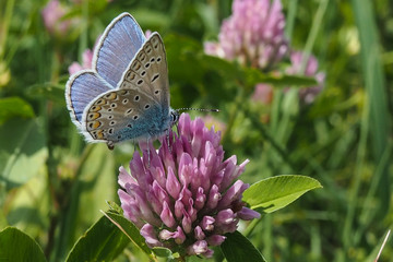 Hauhechel-Bläuling auf Rotkleeblüte
