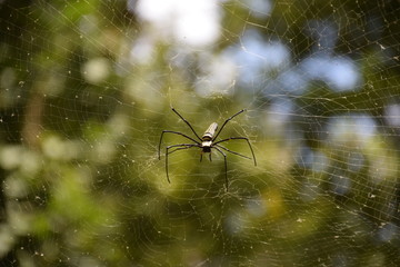 Nephila pilipes on spider web with forest bokeh background