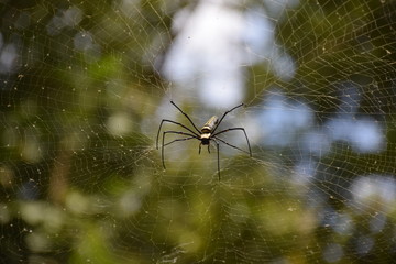 Nephila pilipes on spider web with forest bokeh background