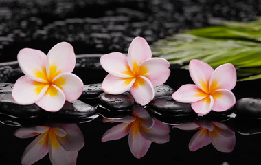 still life with frangipani with green leaves on black stones 


