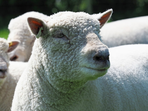 Southdown Sheep