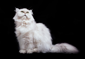 cute furry white cat with long furry tail, sitting and looking up, front view, isolated on black background