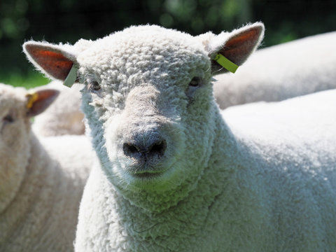 Southdown Sheep