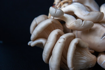 Mushrooms on a black background. Pleurotus ostreatus.