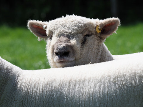 Southdown Sheep