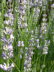 lavande