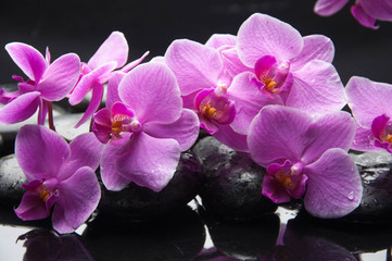 Nasse schwarze Steine und auf einem Ast liegend rosa Orchidee