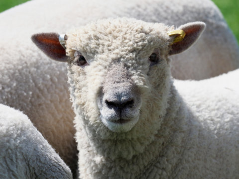 Southdown Sheep