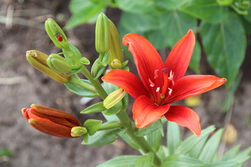 Orange lily flower