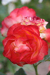 Bud of red rose