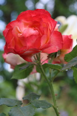 Bud of red rose