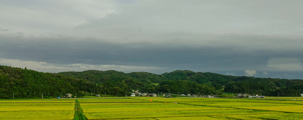 Rice field in Sendai, Japan