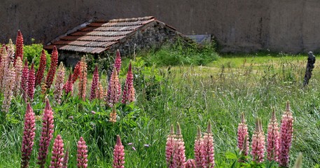 lupins sur les estives du forez